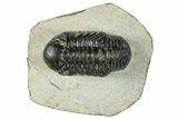 Detailed Austerops Trilobite - Visible Eye Facets #271938-2